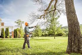 Best Tree Trimming and Pruning  in East Grand Forks, MN